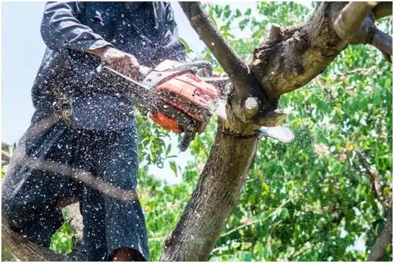 tree services Slatedale